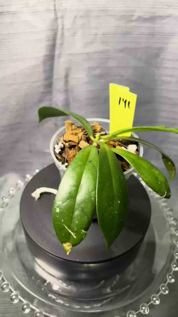 141. H callistophylla sm leaf x unk thumbnail