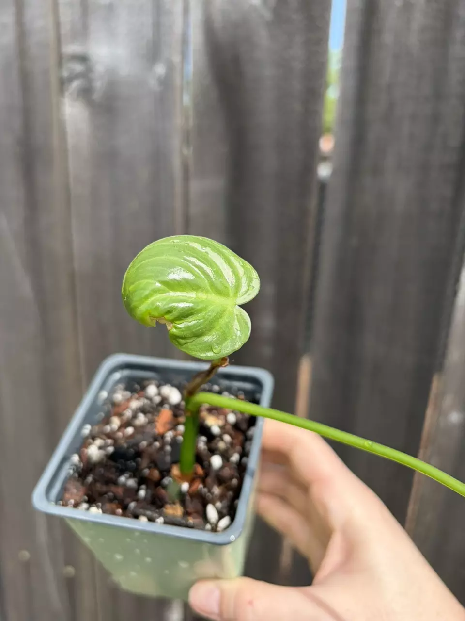 Philodendron Gloriosum thumbnail
