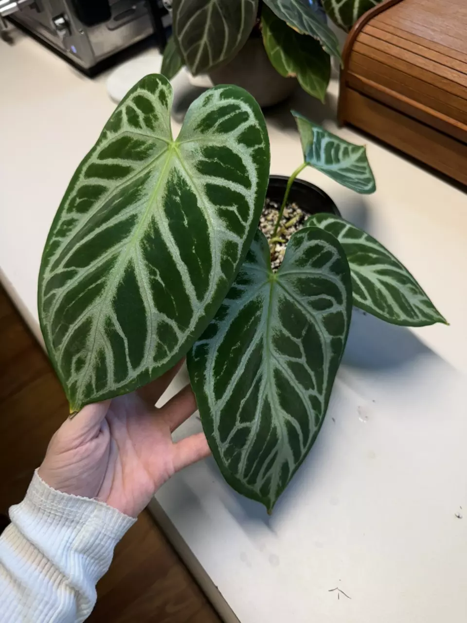A. Dorayaki Silver thumbnail