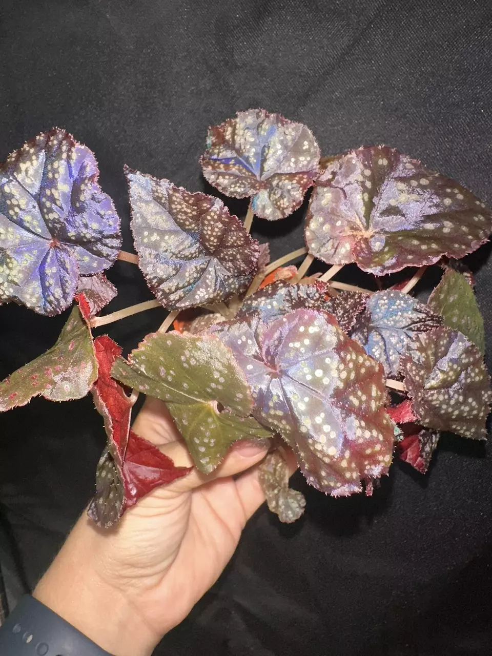 Botanic.az Begonia 45 v.2 thumbnail