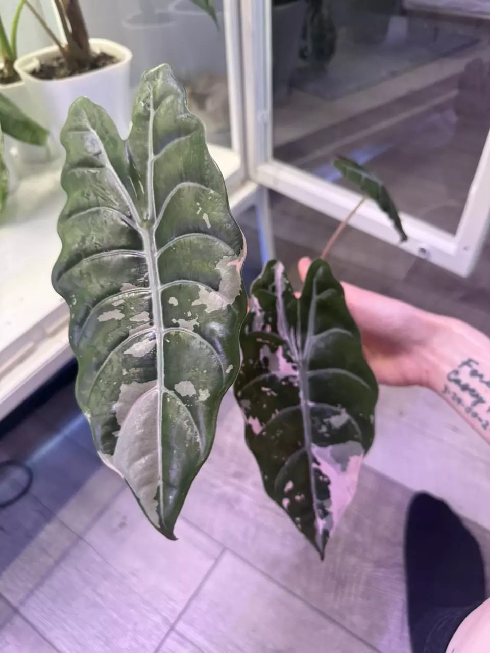 Alocasia Pink Chantrieri CORM thumbnail