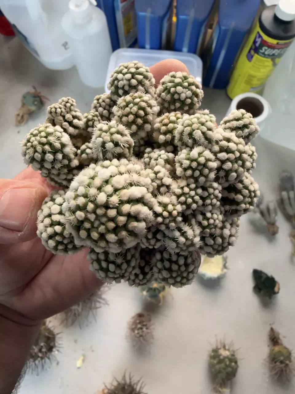 1833 - Mammillaria gracilis cv. Oruga thumbnail