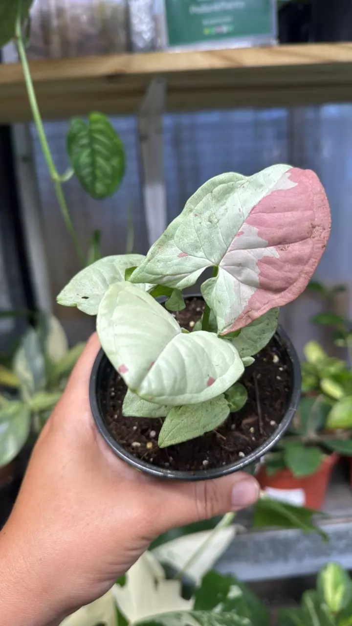 191 Syngonium Milk confetti thumbnail