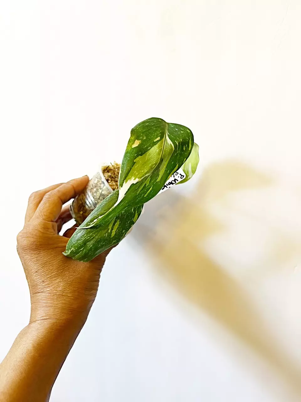 🎋Philodendron White Princess thumbnail