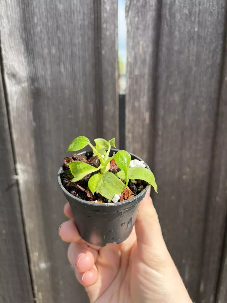 Philodendron Jose Buono thumbnail