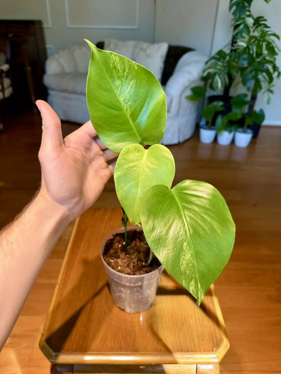 Monstera Aurea | Imported From Indonesia | 5-Inch Container thumbnail