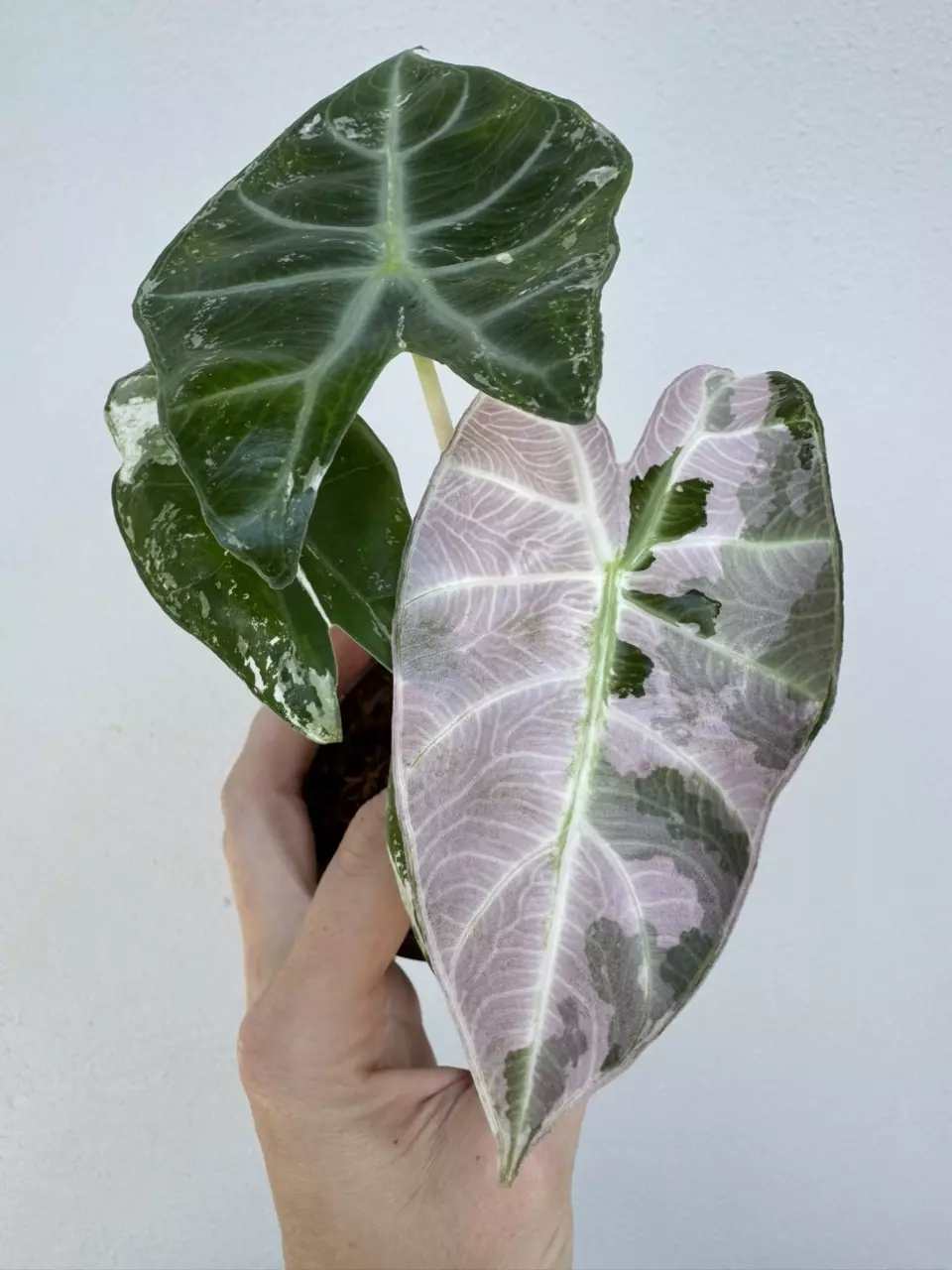 Variegated Alocasia Pink Dragon thumbnail