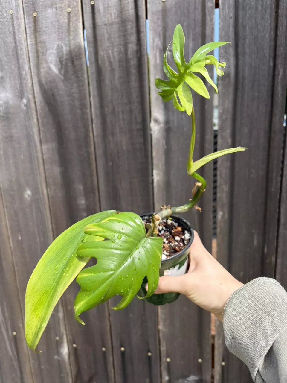 Philodendron Xanadu thumbnail