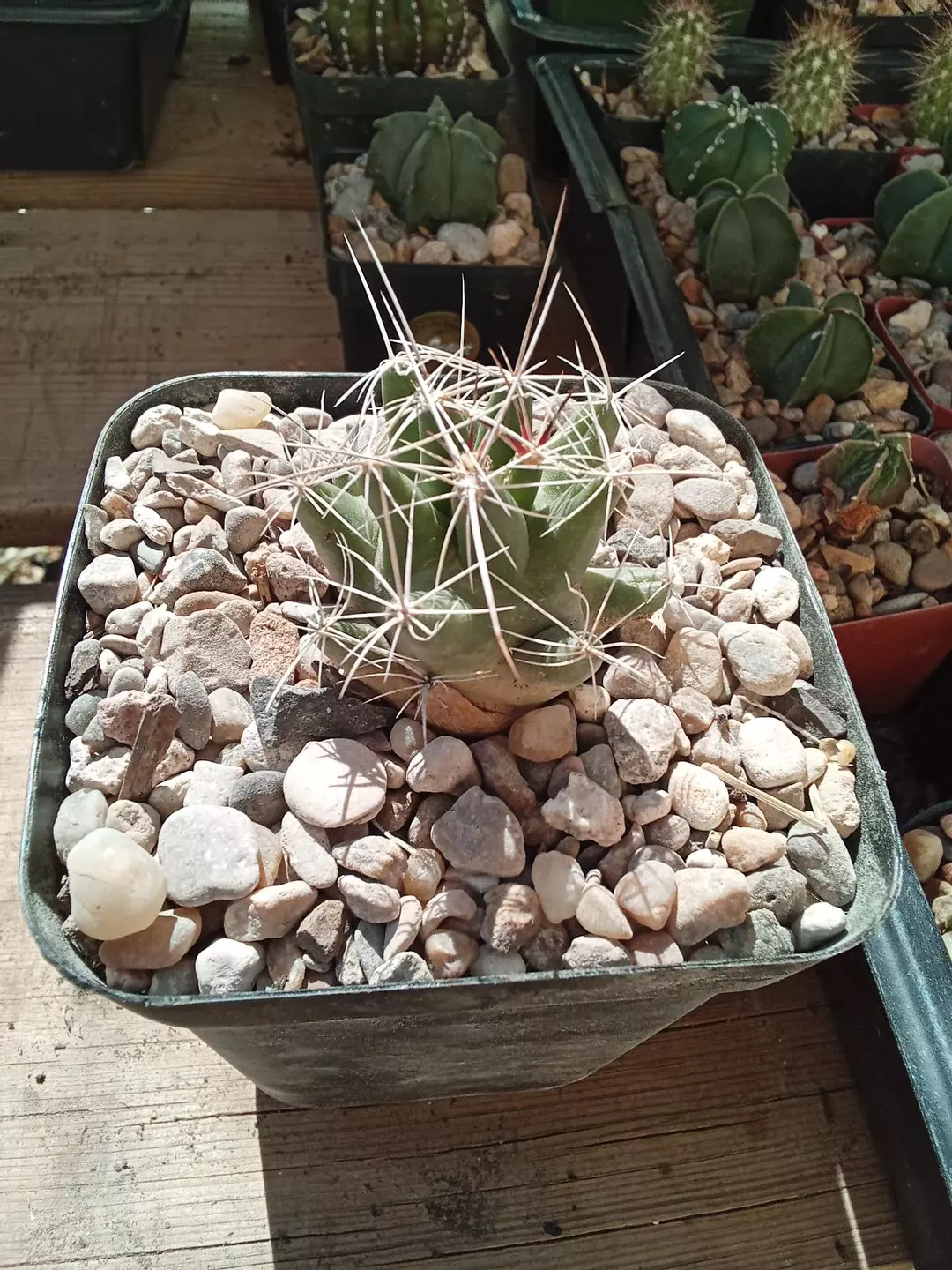 Thelocactus Tuluensis cactus seedling thumbnail