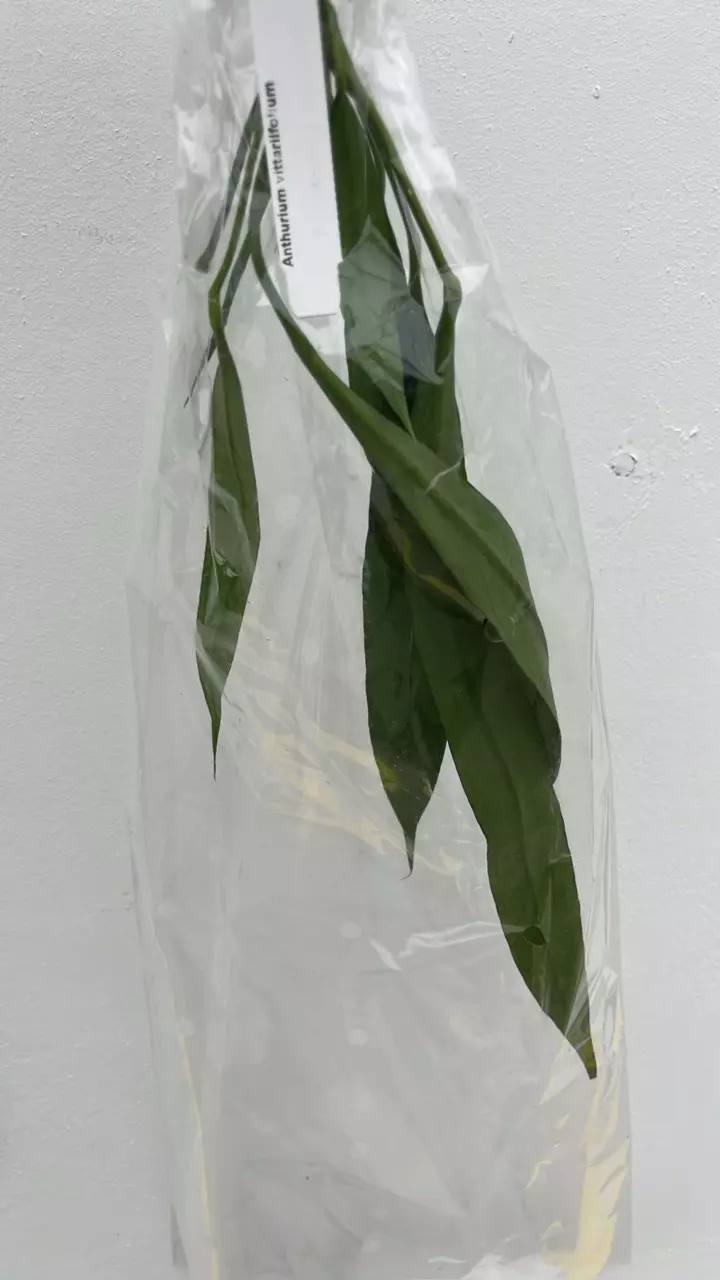 FR785 Anth vittariifolium thumbnail