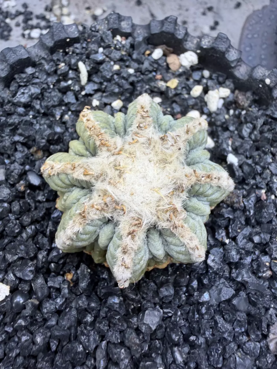 1153 - Aztekium ritteri from seed, very old thumbnail