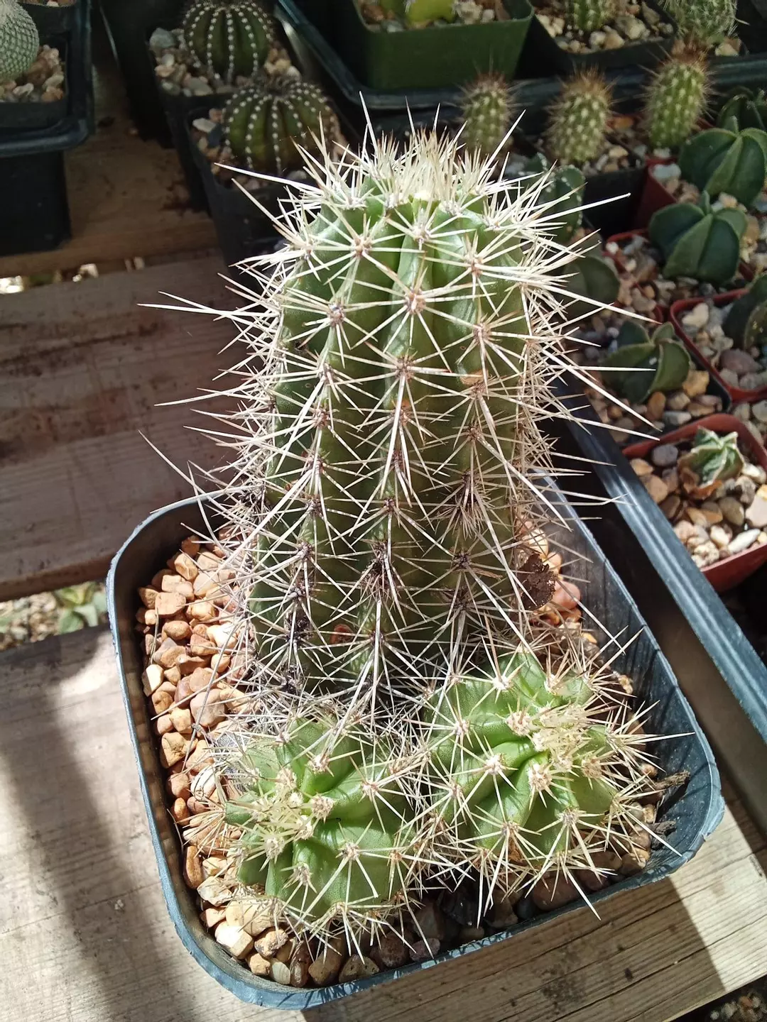 Echinocereus Triglochidiatus ssp 'melanacanthus' cactus thumbnail