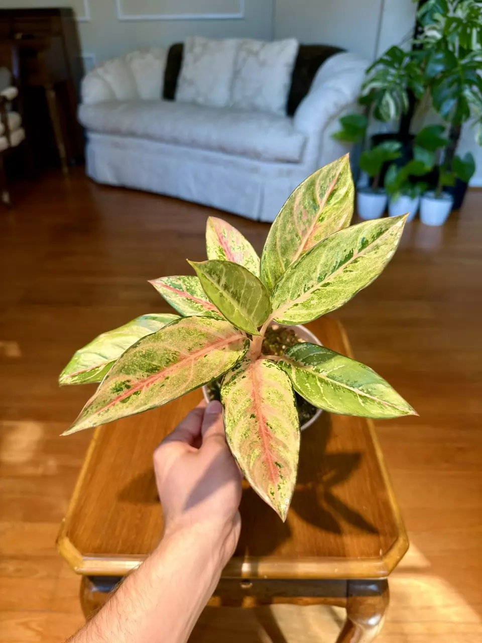 Aglaonema Frozen | Imported From Indonesia | 5-Inch Container thumbnail