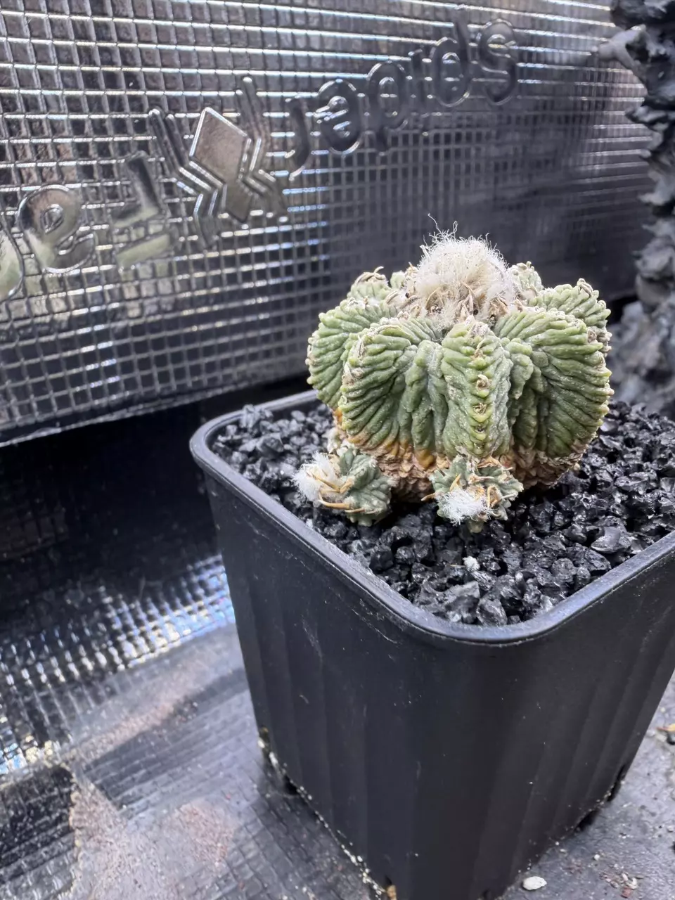 4043 - Aztekium ritteri, very old from seed thumbnail