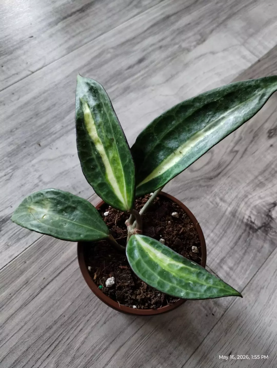 Hoya pot of gold thumbnail