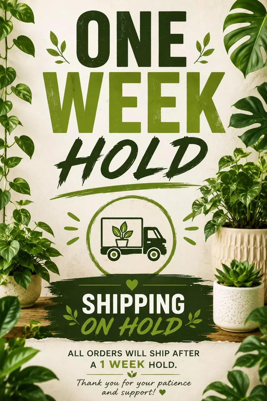 1 week hold thumbnail