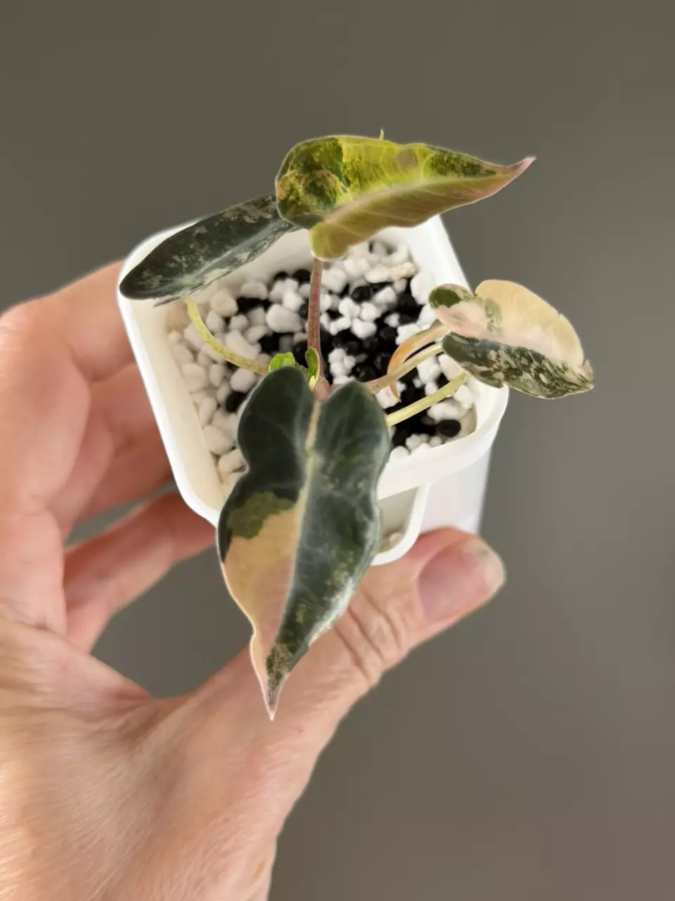 895 Alocasia Bambino Aurea (peachy tones) thumbnail