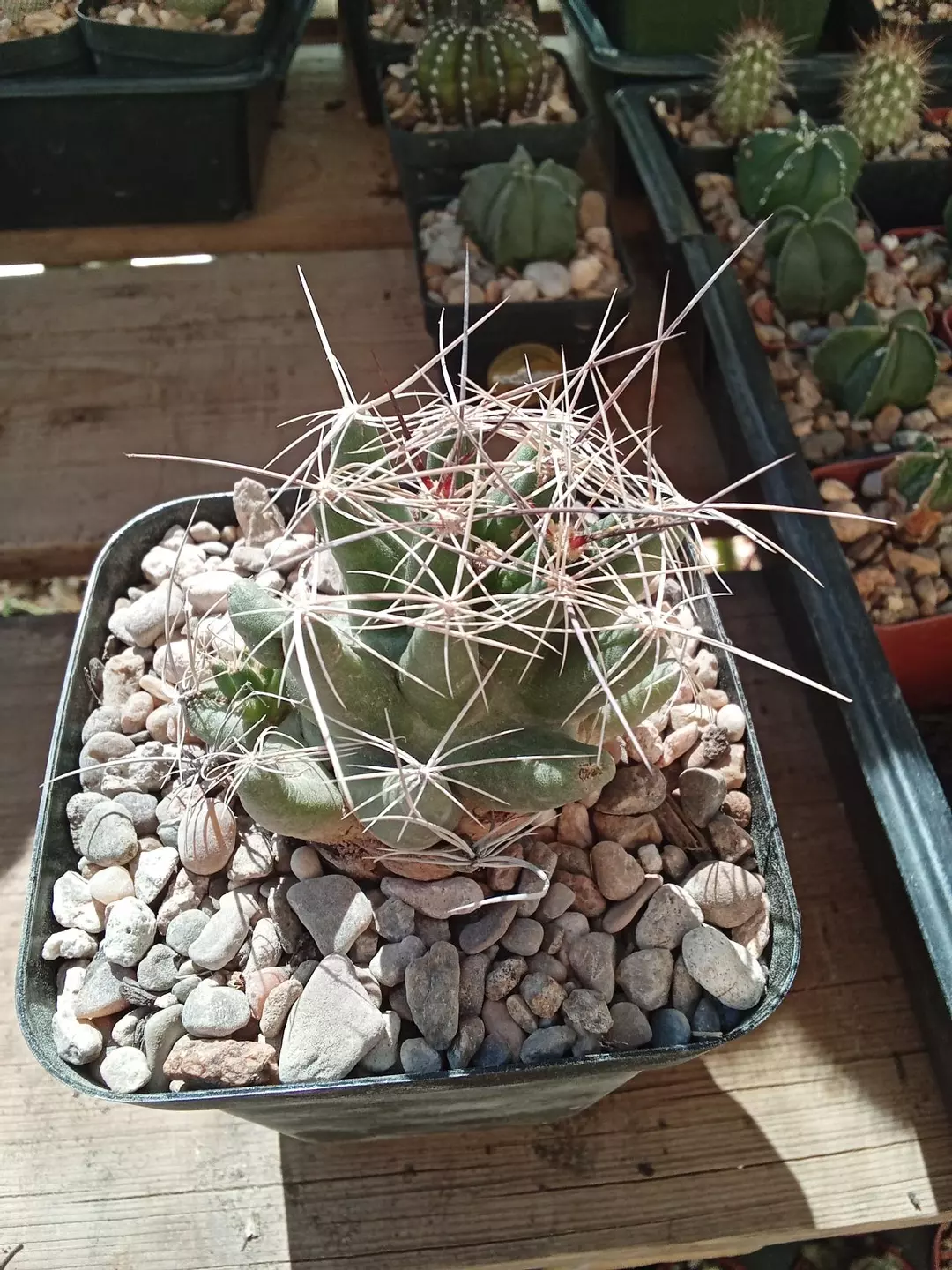 Thelocactus Tuluensis cactus seedling thumbnail
