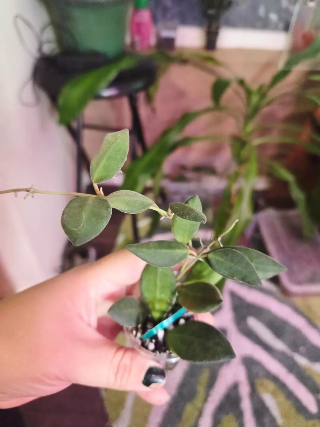 Hoya DS70 variegated thumbnail