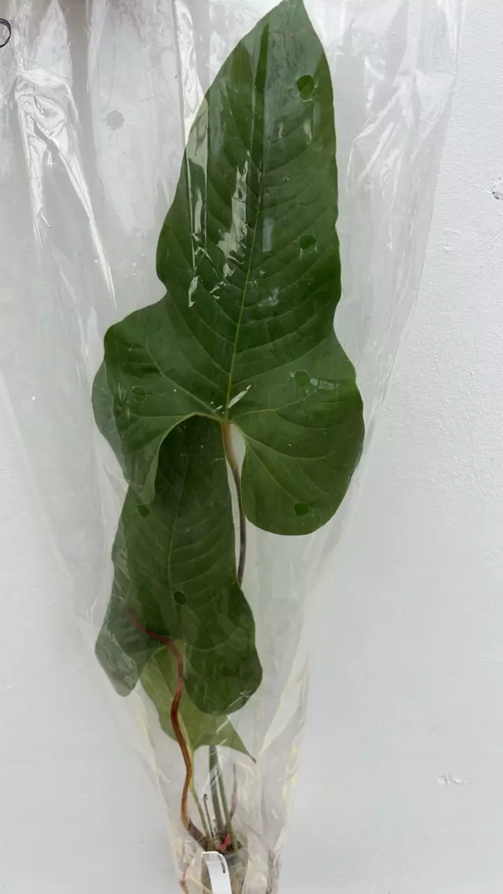 FR799 Anthurium ivanportillae thumbnail