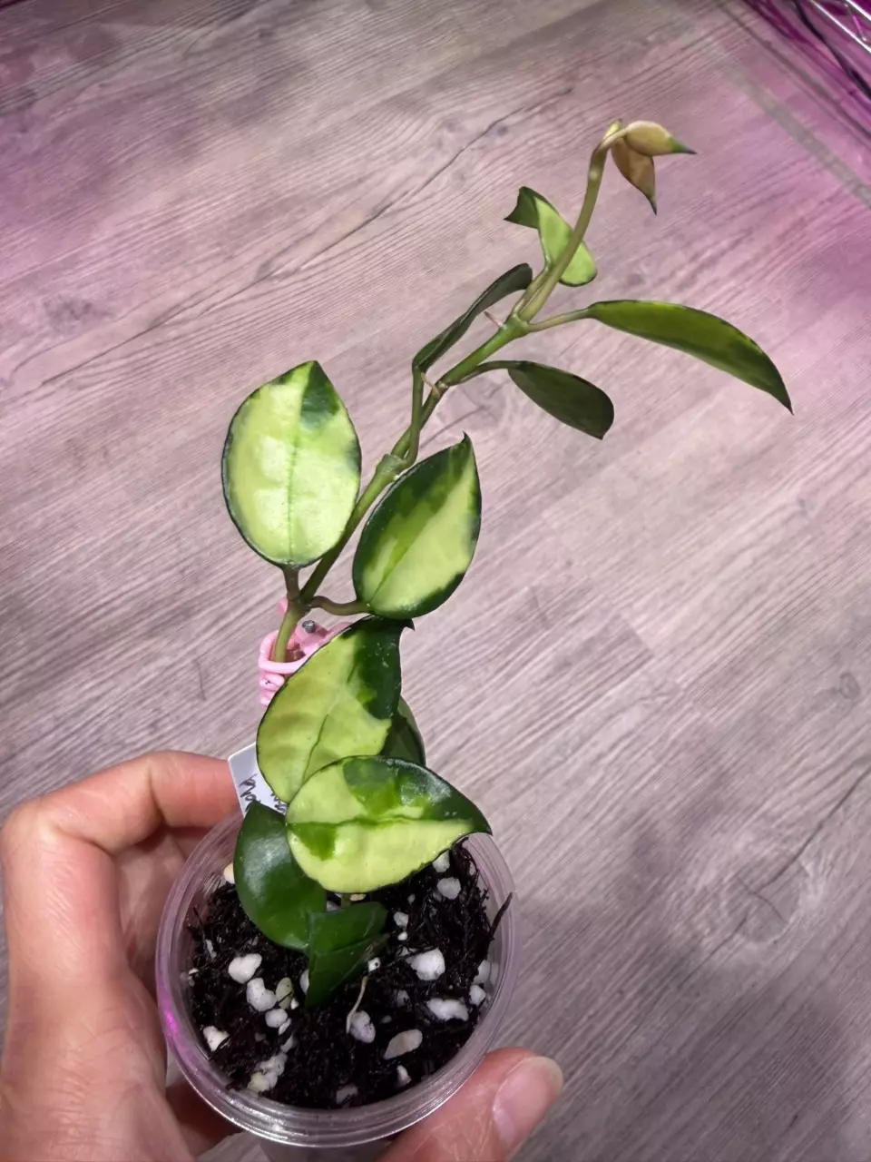 Hoya Lacunosa Platano thumbnail