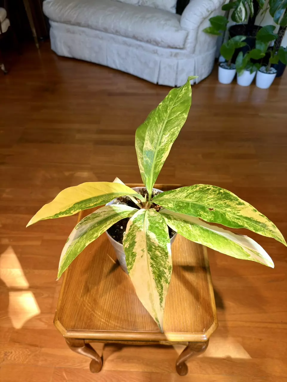 Pink Renaissance Anthurium | Imported From Indonesia | 7-Inch Container thumbnail