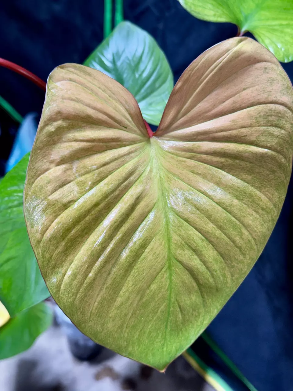 809 Homalomena Pink Mint Melon thumbnail