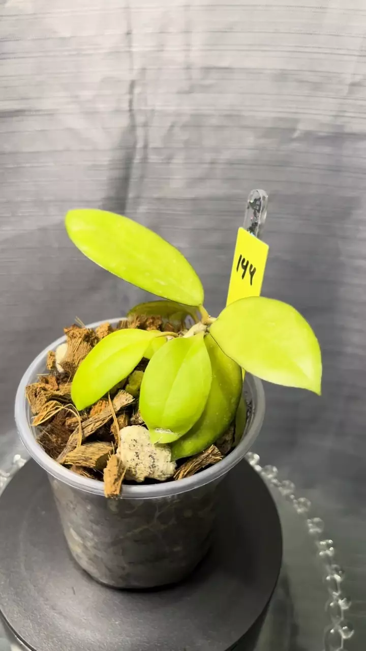 144. H callistophylla sm leaf x unk thumbnail