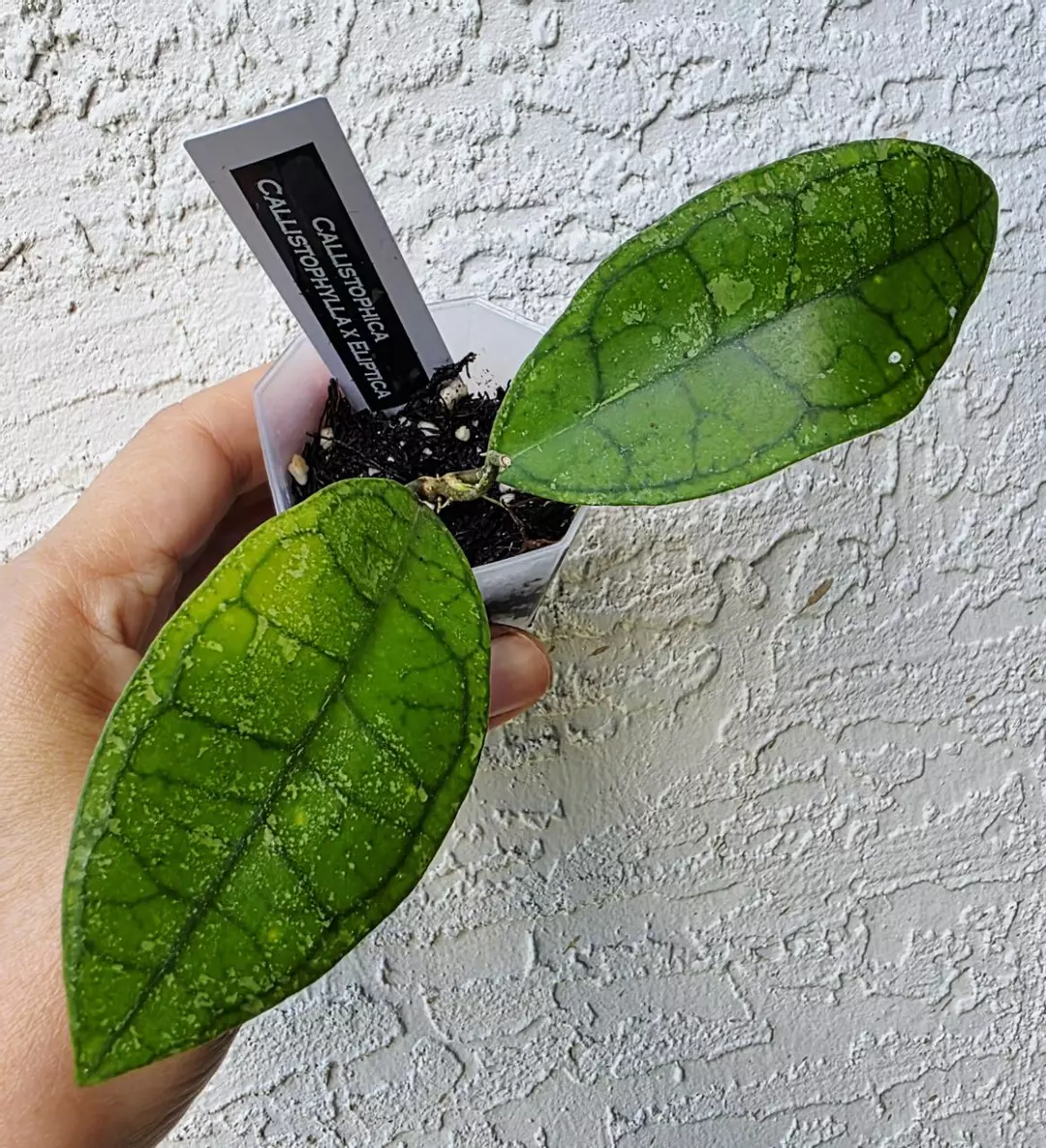 Hoya Callistophica (Callistophylla x Elliptica)
​ thumbnail