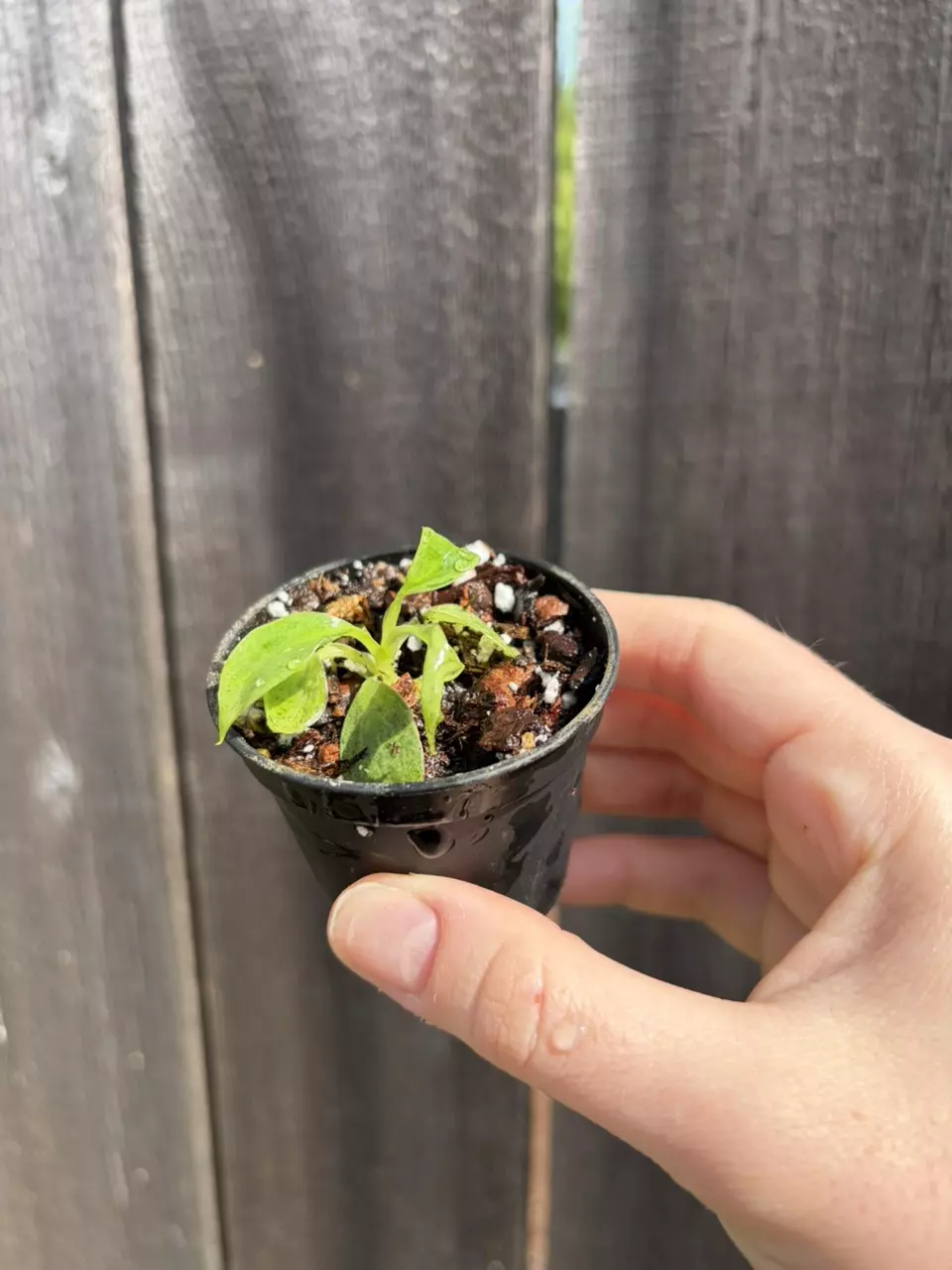 Philodendron Jose Buono thumbnail