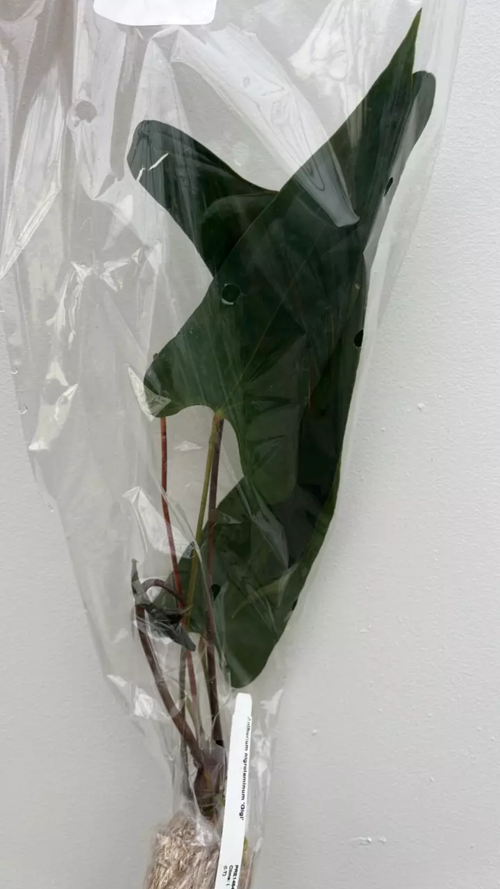 FR787 Anthurium nigrolaminum Gigi thumbnail