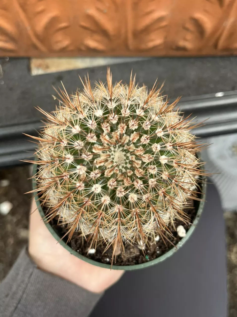 Cactus thumbnail