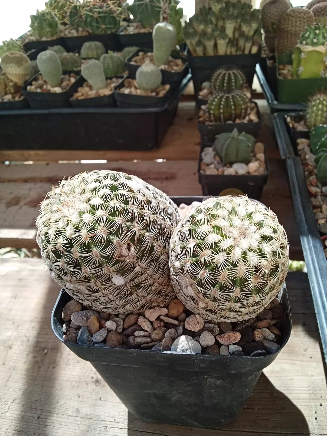 Echinocereus Reichenbachii 'White Lace' cactus seedling thumbnail