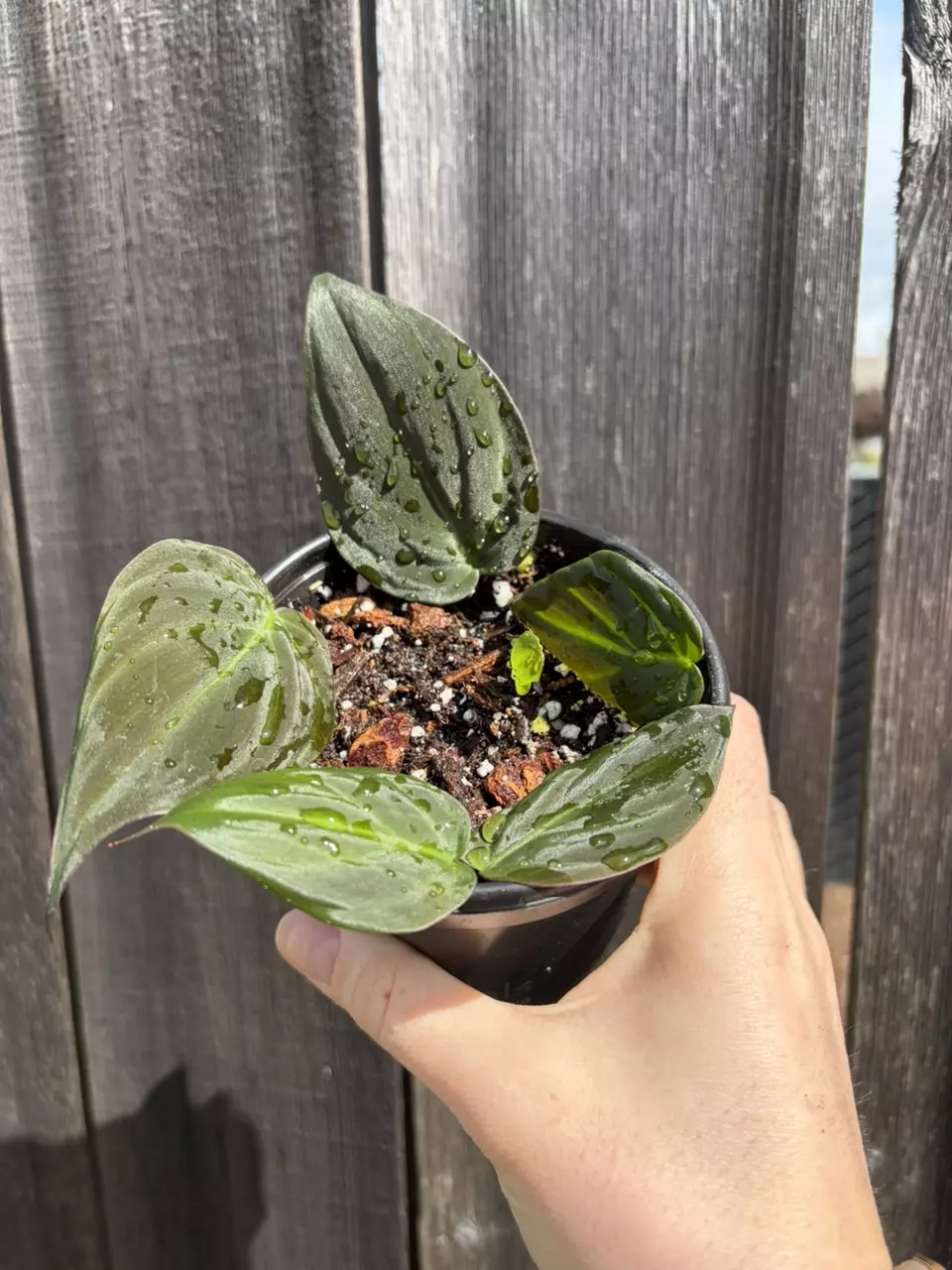 Philodendron Micans thumbnail