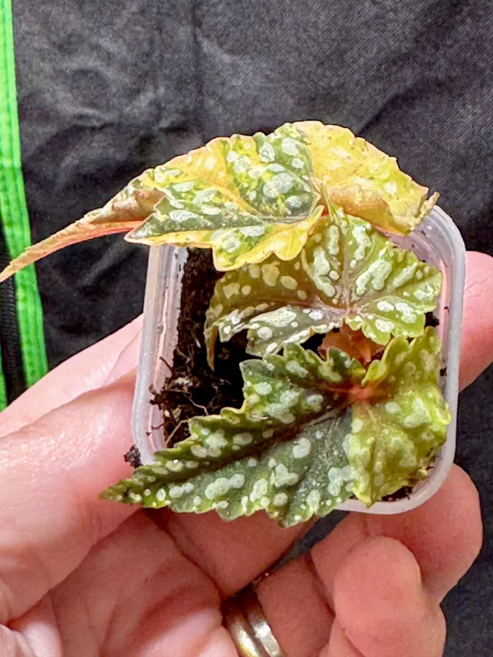 0803 Izumo variegated thumbnail