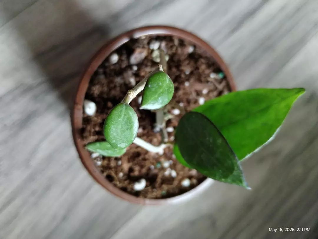Black margin hoya thumbnail