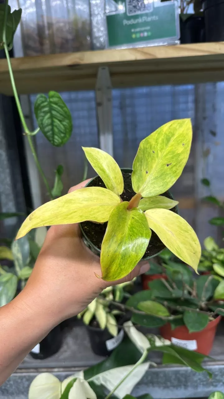 813 Philodendron Orange Marmalade thumbnail