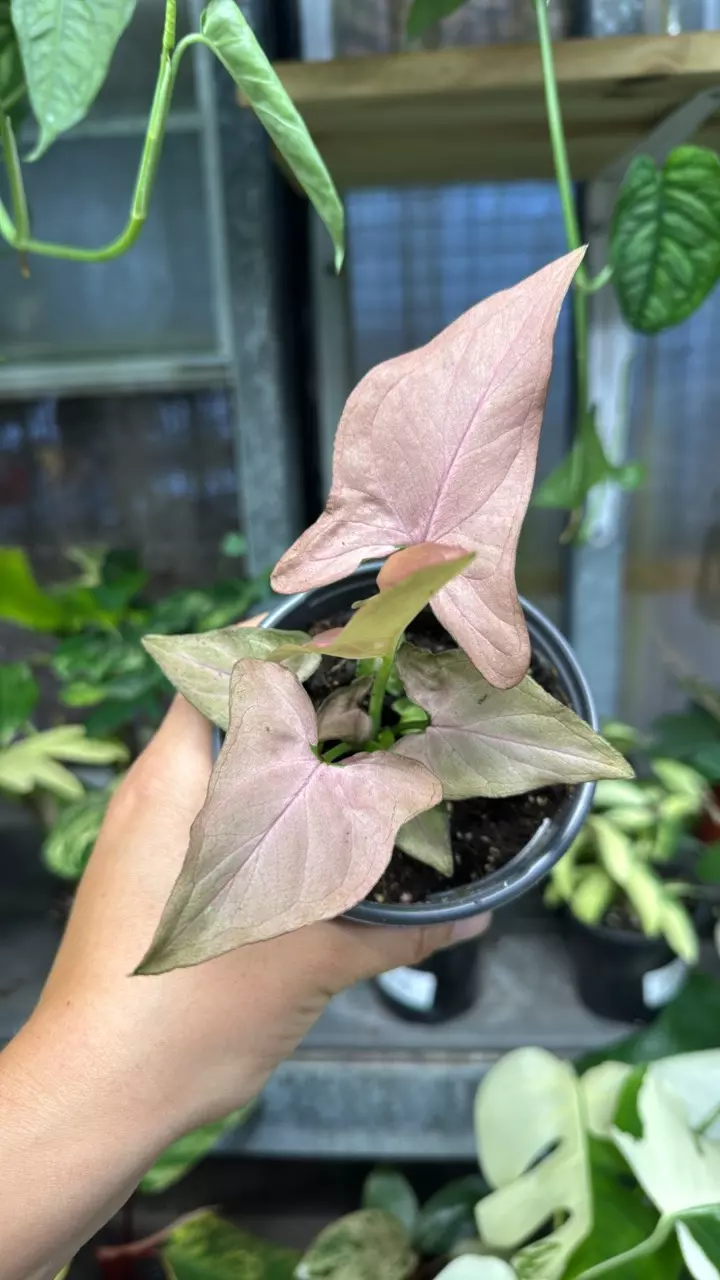 193 Syngonium Pink Perfection thumbnail