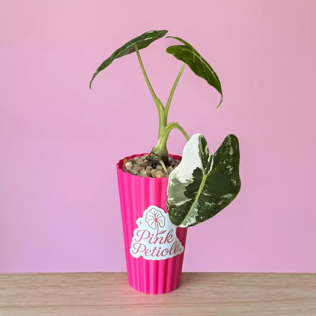 Alocasia Frydek Albo thumbnail