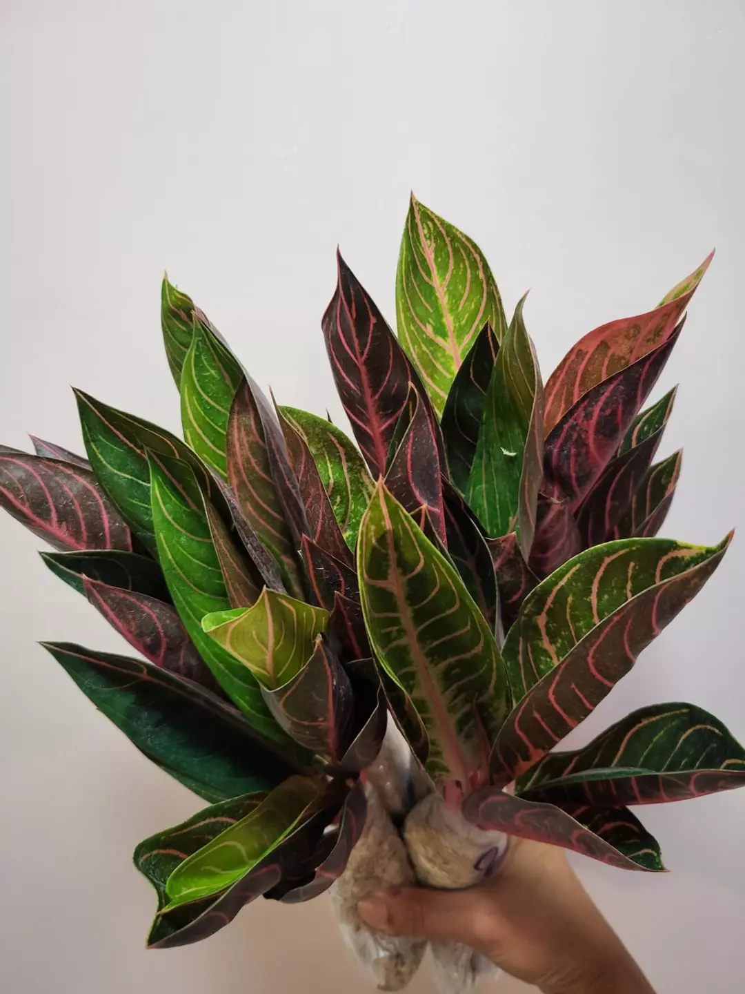 Aglaonema Ban Lang Tabtim thumbnail