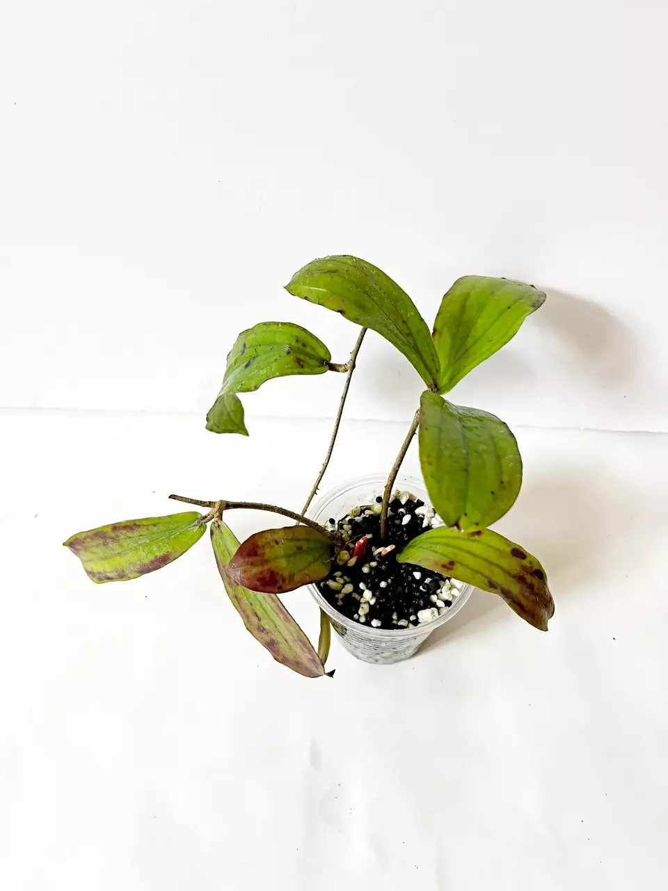 🎋Hoya Erythrina Sunstressed thumbnail