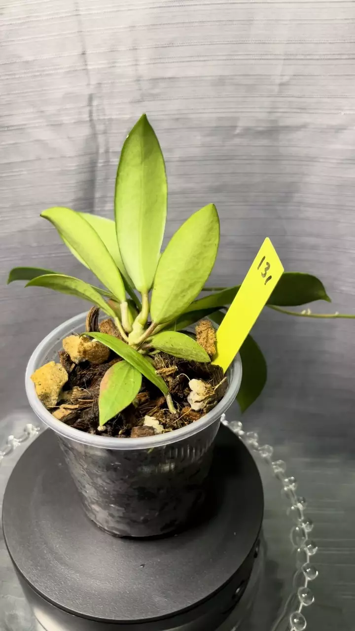 131. H RHM2522 (RHM275 x unk) - verticillata type thumbnail