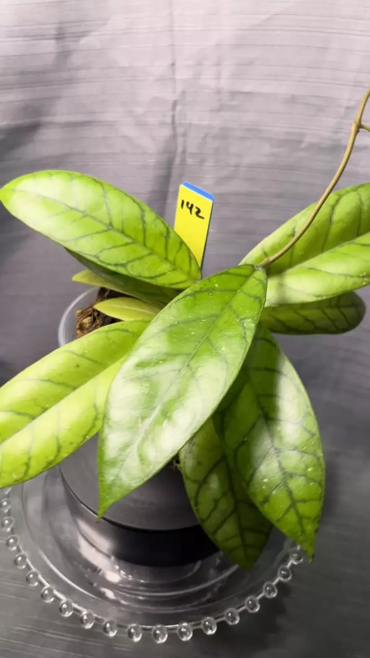 142. H callistophylla sm leaf x unk thumbnail