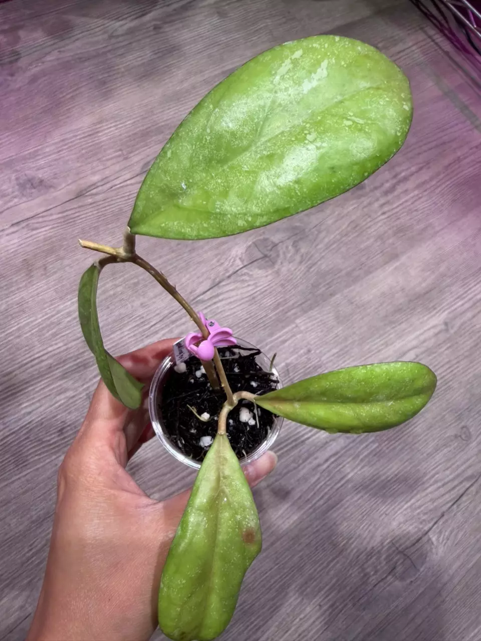 Hoya Patchrawalai Seedling by Ice thumbnail