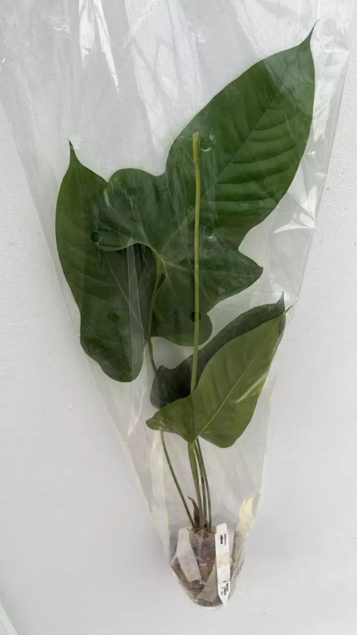 FR798 Anthurium pedatum thumbnail