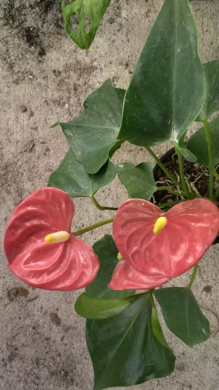 Antherium andtaenum, flamingo for hour. thumbnail