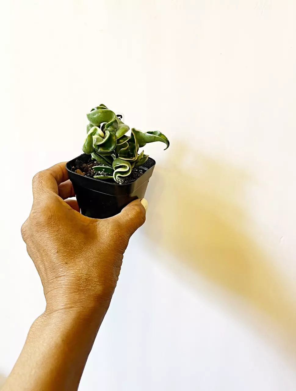 🎋Hoya Compacta Variegated thumbnail