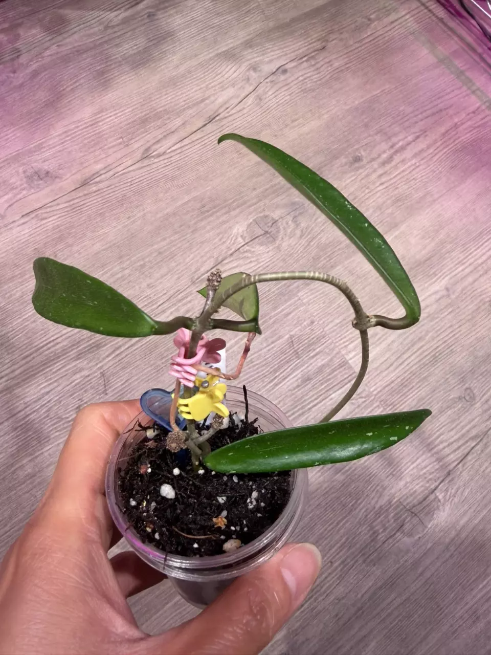 Hoya Minibelle thumbnail