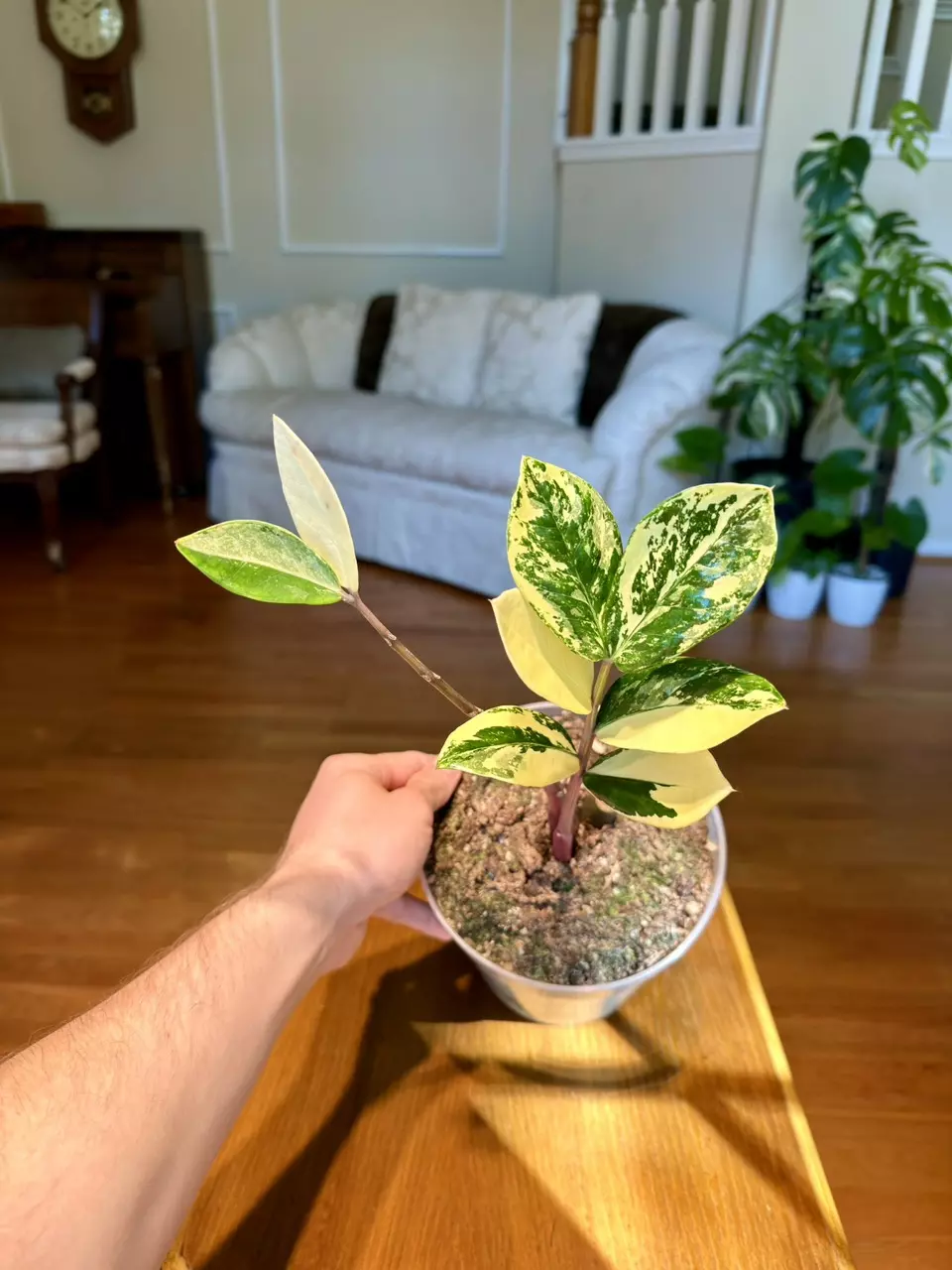 Variegated ZZ Plant | Imported From Indonesia | 7-Inch Container thumbnail