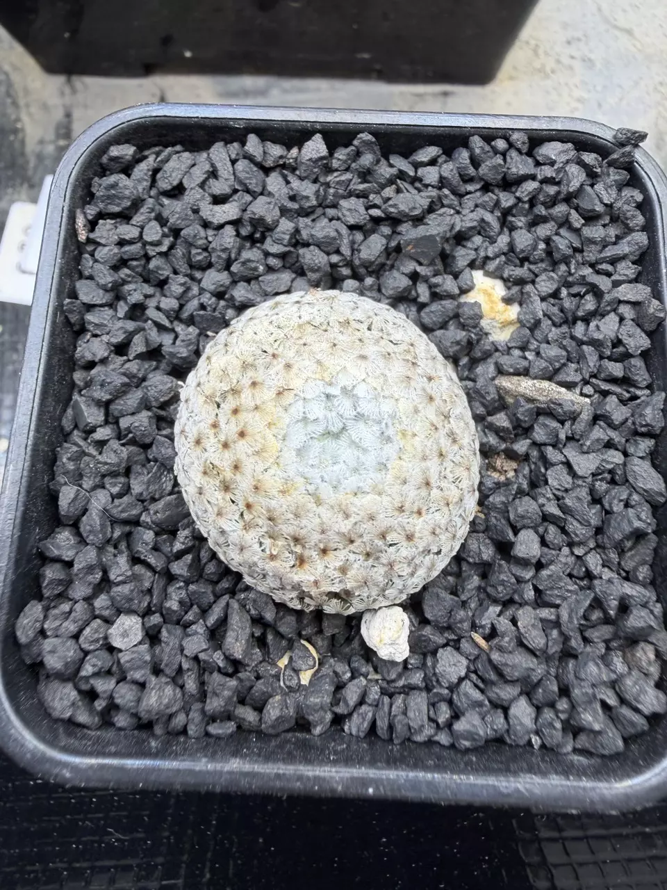 4876 - Mammillaria breviplumosa from seed, good size. thumbnail